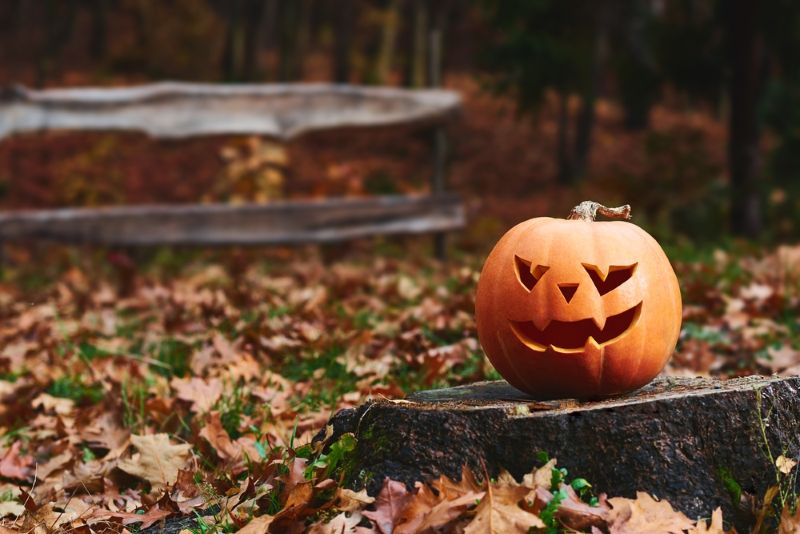 pumpkin on a stump with colorful leaves in the autumn time